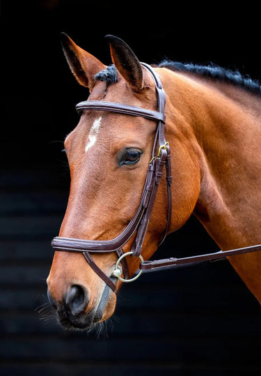 Buy Shires Salisbury Buckingham Bridle| Online for Equine