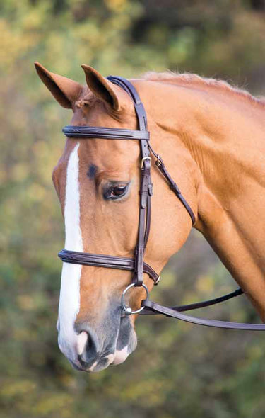 Buy Shires Salisbury Fairford Bridle| Online for Equine