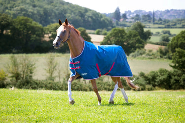 Buy Shires Tempest Original Lite Teal Standard Neck Turnout Rug| Online for Equine