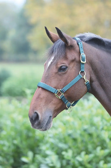 Buy Shires Topaz Nylon Headcollar| Online for Equine