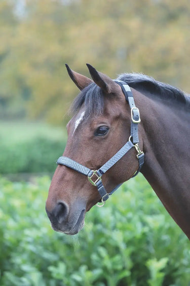 Buy Shires Topaz Nylon Headcollar| Online for Equine