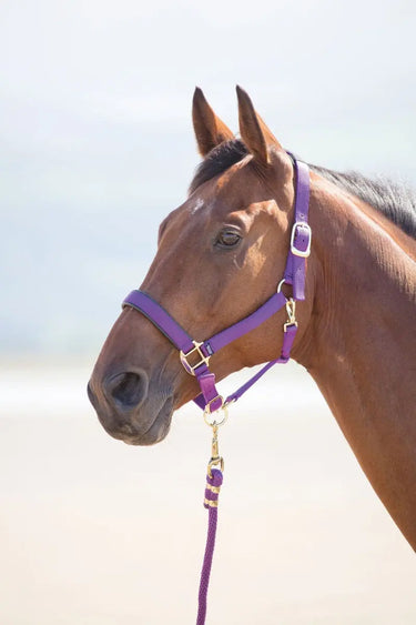 Buy Shires Topaz Nylon Headcollar| Online for Equine