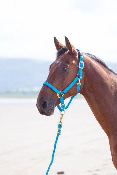 Buy Shires Topaz Nylon Headcollar| Online for Equine