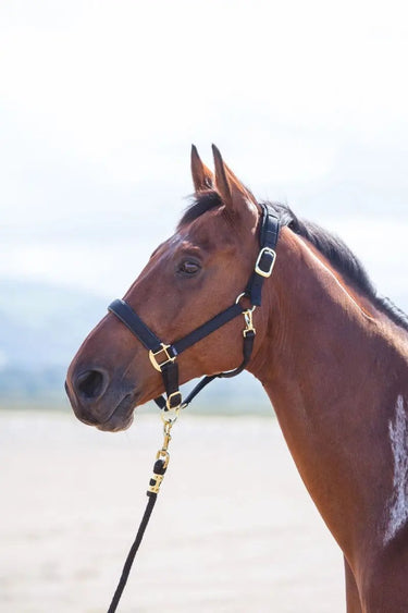 Buy Shires Topaz Nylon Headcollar| Online for Equine