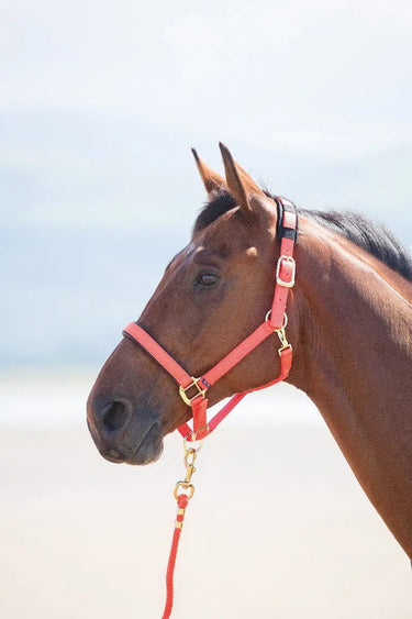 Buy Shires Topaz Nylon Headcollar| Online for Equine