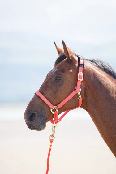Buy Shires Topaz Nylon Headcollar| Online for Equine