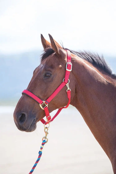Buy Shires Topaz Nylon Headcollar| Online for Equine