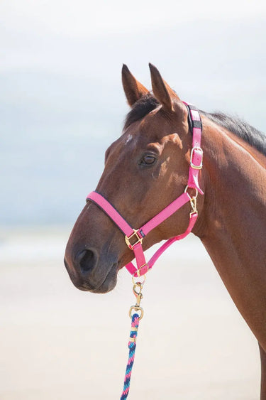 Buy Shires Topaz Nylon Headcollar| Online for Equine