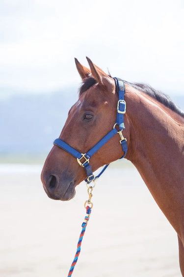Buy Shires Topaz Nylon Headcollar| Online for Equine