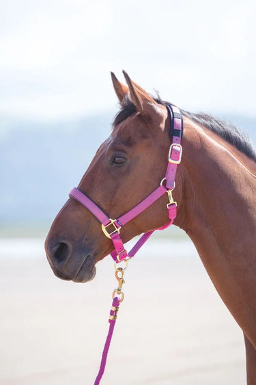 Buy Shires Topaz Nylon Headcollar| Online for Equine