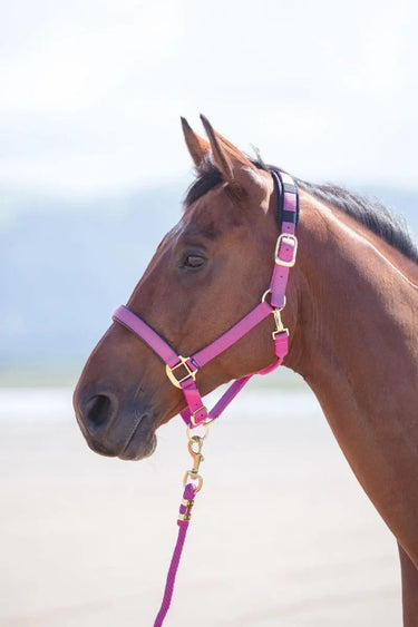 Buy Shires Topaz Nylon Headcollar| Online for Equine