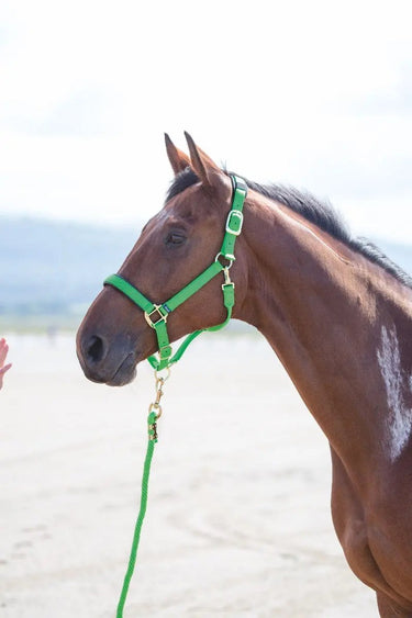 Buy Shires Topaz Nylon Headcollar| Online for Equine