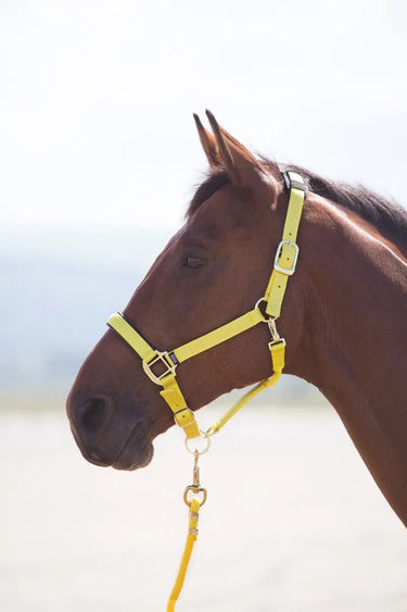 Buy Shires Topaz Nylon Headcollar| Online for Equine