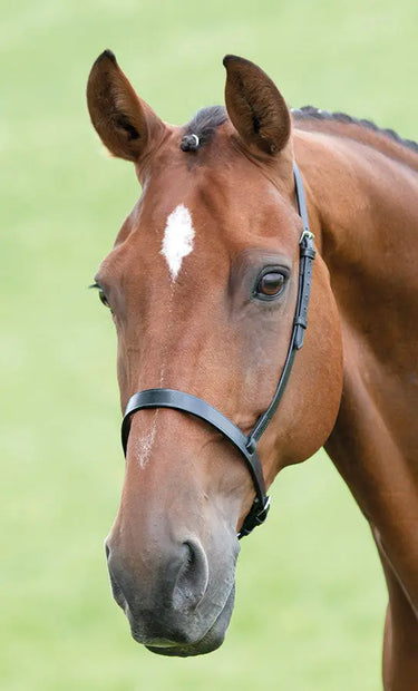 Buy Shires Blenheim Cavesson Noseband| Online for Equine