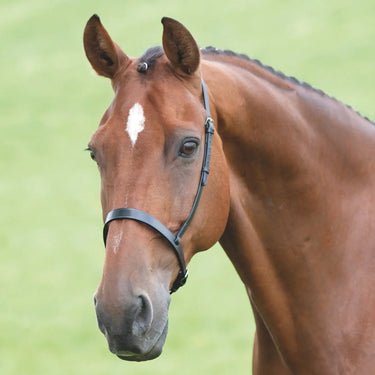 Shires Velociti GARA Cavesson Noseband| Online For Equine