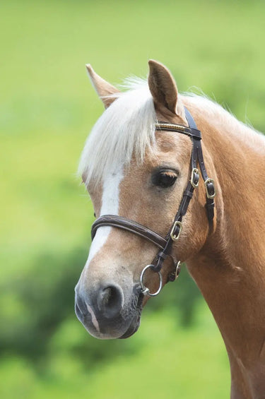 Buy Shires Blenheim Clincher Inhand Bridle| Online for Equine