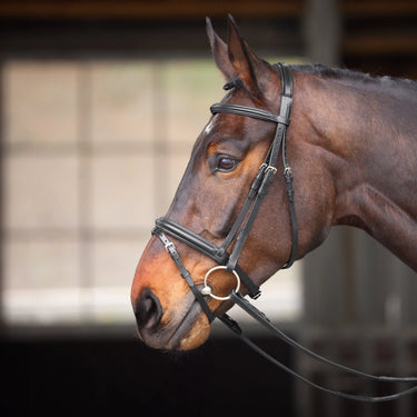 Shires Velociti GARA Comfort Fit Bridle| Online For Equine