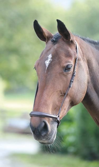 Shires Velociti GARA Drop Noseband| Online For Equine