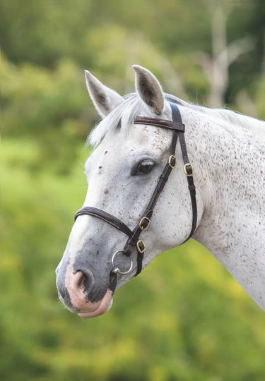 Buy Shires Blenheim Fancy Stitched Inhand Bridle| Online for Equine