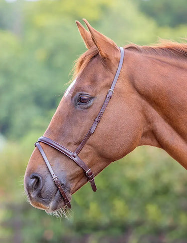 Buy Shires Blenheim Flash Noseband| Online for Equine