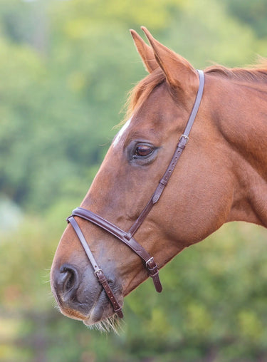 Shires Velociti GARA Flash Noseband| Online For Equine