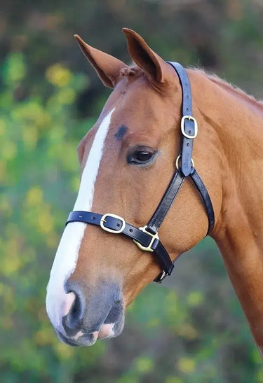 Buy Shires Velociti GARA Fully Adjustable Leather Headcollar| Online for Equine