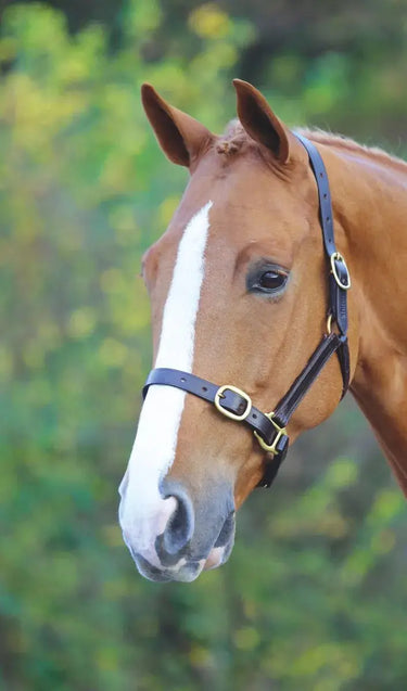 Buy Shires Velociti GARA Fully Adjustable Leather Headcollar| Online for Equine
