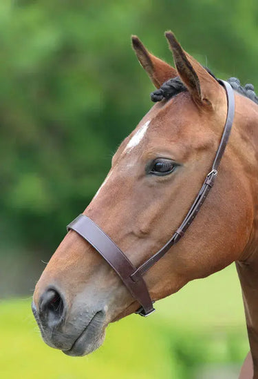 Buy Shires Velociti GARA Hunter Cavesson Noseband| Online for Equine