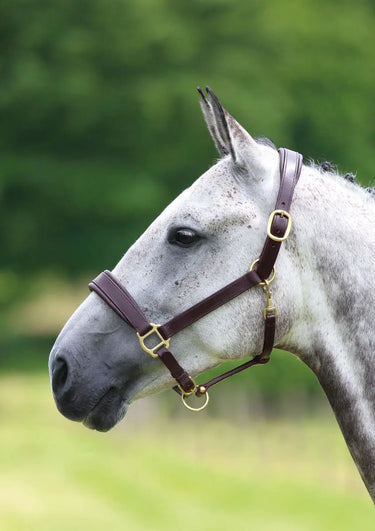 Buy Shires Blenheim Leather Travel Headcollar| Online for Equine