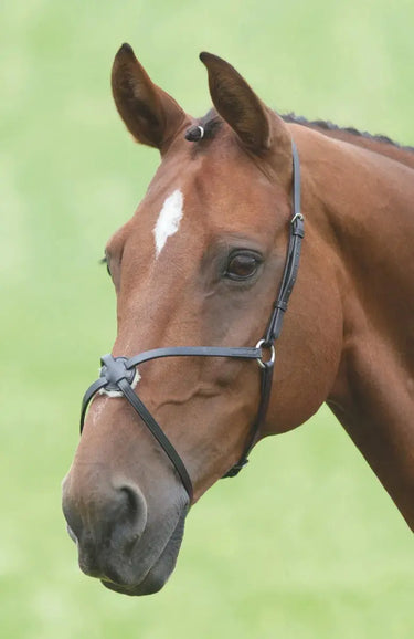 Buy Shires Blenheim Mexican Noseband| Online for Equine