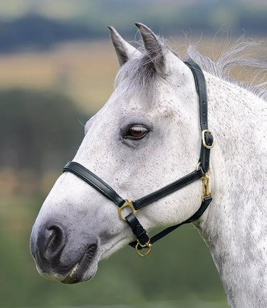 Buy Shires Blenheim Ragley Lined Leather Headcollar| Online for Equine