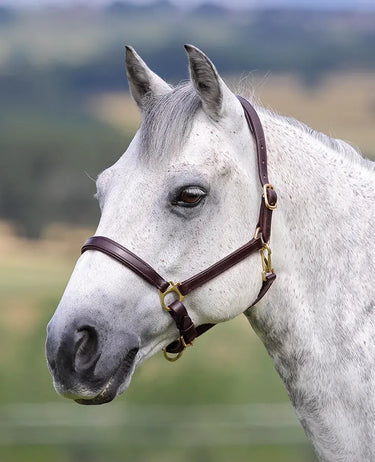 Buy Shires Blenheim Ragley Lined Leather Headcollar| Online for Equine
