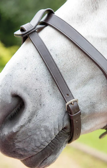 Buy Shires Blenheim Flash Strap| Online for Equine