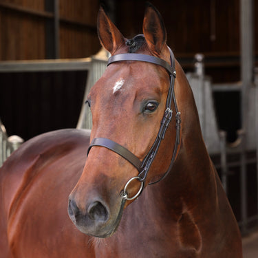 Shires Velociti LUSSO Elite Hunter Bridle Havana| Online For Equine