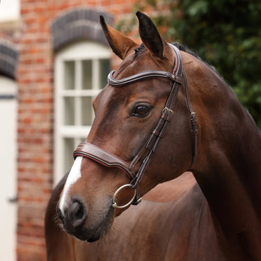 Shires Velociti LUSSO Opus 180M Dressage Cavesson Bridle Havana| Online For Equine