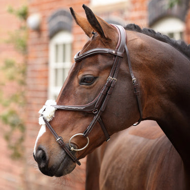 Shires Velociti LUSSO Opus 180M Grackle Bridle Havana| Online For Equine