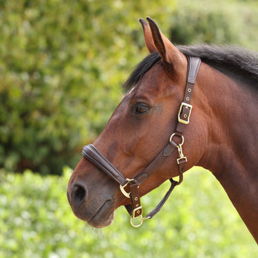 Shires Velociti LUSSO Padded Leather Headcollar Havana| Online For Equine