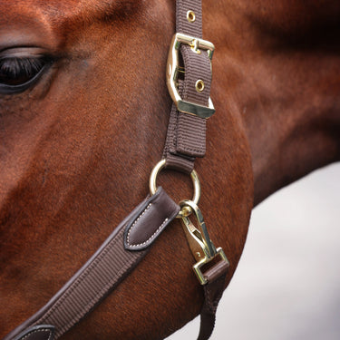 Shires Velociti LUSSO Padded Leather Headcollar Havana| Online For Equine