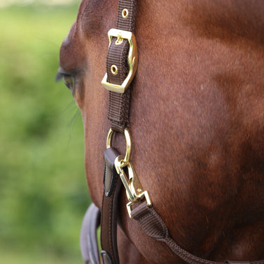 Shires Velociti LUSSO Padded Leather Headcollar Havana| Online For Equine