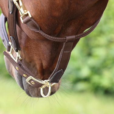 Shires Velociti LUSSO Padded Leather Headcollar Havana| Online For Equine
