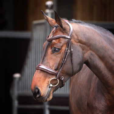 Shires Velociti Lusso Elite Havana Padded Cavesson Bridle| Online For Equine