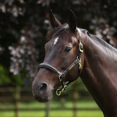 Buy Shires Velociti Lusso Padded Black Leather Headcollar| Online for Equine