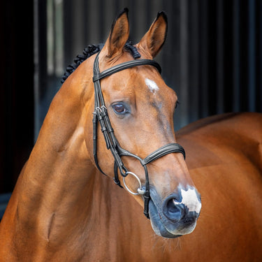 Shires Velociti Lusso Rolled Padded Cavesson Bridle| Online For Equine