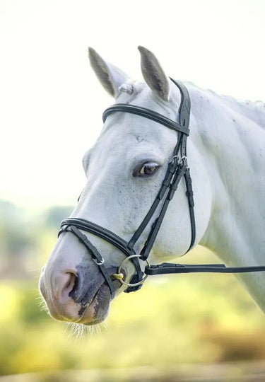 Buy Shires Velociti Padded Raised Flash Bridle| Online for Equine