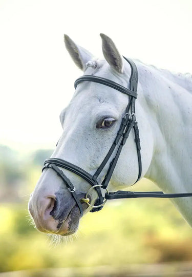 Buy Shires Velociti Padded Raised Flash Bridle| Online for Equine