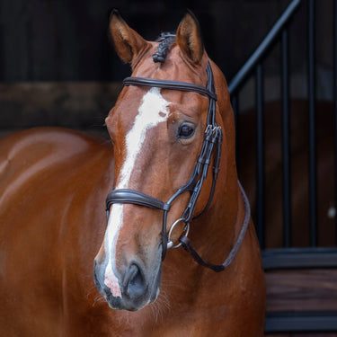Shires Velociti RAPIDA Rolled Padded Cavesson Bridle| Online For Equine