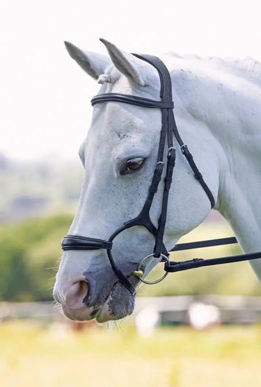 Buy Shires Velociti Rolled Padded Cavesson Bridle| Online for Equine
