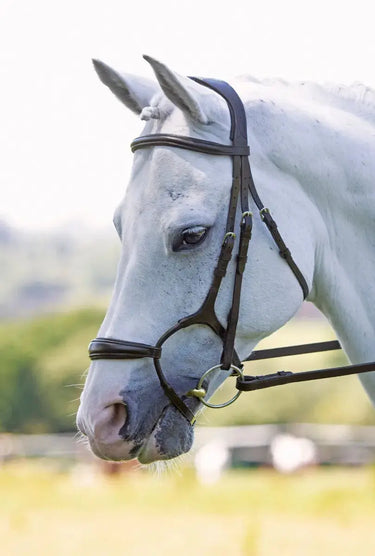 Buy Shires Velociti Rolled Padded Cavesson Bridle| Online for Equine