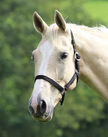 Buy Shires Wessex Nylon Headcollars| Online for Equine
