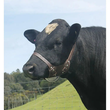 Shoof Chinball Harness| Online For Equine